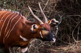 Image result for Aneulophus congoensis