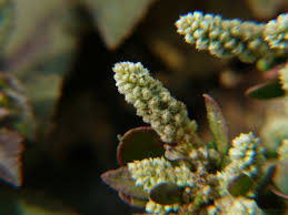 Image result for Nothosaerva