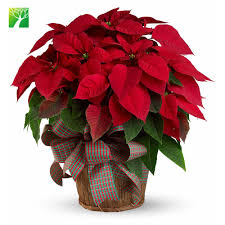 Poinsett tarafından çiçek dünyasına tanıtılmış. Ucuz Toptan Gur Aliskanlik Bahce Cicek Bitki Ataturk Cicegi Euphorbia Pulcherrima Buy Bahce Cicek Bitki Poinsettia Bitki Euphorbia Pulcherrima Product On Alibaba Com