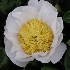 It mixes beautifully with other late spring blooming flowers such as delphiniums, peonies, or irises. 07030 Paeonia Cheddar Pom Pom Type Herbaceous Peony Species Cultivar Lactiflora Cheddar Pom Pom Roy G Klehm 1986 Seedling No D11 Bomb Lactiflora Double Row Of Pure White Guard Petals Frame An Attractive Pompom Ball Of Twisted