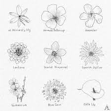Image May Contain Drawing Flower Drawing Botanical Drawings Drawings