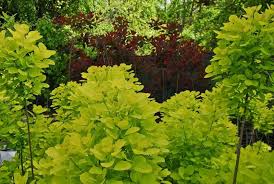 Image result for Cotinus coggygria