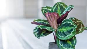 Meski begitu, suplir yang cukup cantik karena berdaun kecil dan memberi suasana segar itu, agak sulit dipelihara karena. 5 Jenis Tanaman Hias Calathea Salah Satunya Berjuluk Black Lipstick
