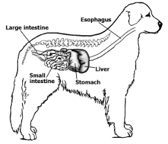 Dog S Digestive System Liver Disease Liver Issues Liver Anatomy