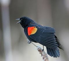 Black Bird With Red Spot On Shoulder Red Winged Blackbird Another Gem From Peace Valley Breathtaking Black Bird Red Wing Blackbird Black Bird Tattoo