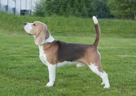 Image result for bígl