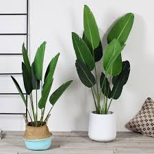 Pin By Anise Kt On House Plants Ideas Plant Decor Indoor Bonsai Tree Trees To Plant