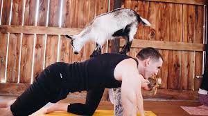 Maybe you would like to learn more about one of these? What To Expect As Goat Yoga Finally Comes To Brooklyn Metro Us