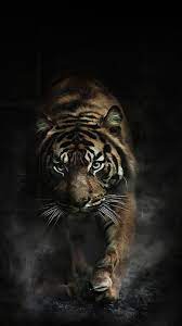It's easy to download and install to your mobile phone (android phone or blackberry phone). Iphone Harimau Wallpapers Wallpaper Cave