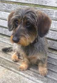 The wire haired dachshund is the 13th most popular dog in the united states and it isn't difficult to see why! Miniature Wire Haired Dachshund Breeders Crazypurplemama
