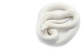 White snake animal (honor 10). White Snake Photos Royalty Free Images Graphics Vectors Videos Adobe Stock