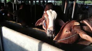 All police stations under sambhal tehsil have been alerted to invoke the gangsters act against anyone sacrificing cow, buffalo, camel or ox on the occasion of bakrid. Apon Agro Collection 2018 Ù„ÙŠØ¨ÙŠØ§ Vlipa Lv