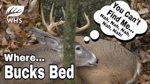 This is the best way to truly see how the land folds. Where To Hunt Buck Bedding Areas Deermanagers Com