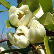 Michelia Bubbles Google Search Plants Plant List Flowers