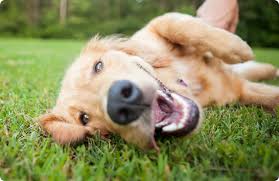 637 reviews of san francisco spca veterinary hospital pacific heights campus i really like dr. Adopt Sf Spca