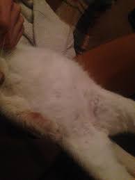 Ideally, i would collect a fecal sample to have your veterinarian evaluation. My Adult Cat S Stomach Is Really Bloated I Think It Has Been Like This For A Couple Of Days Should I Be Concerned Askvet