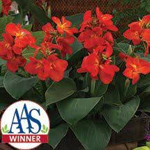 Aas 2013 Winner South Pacific Scarlet Hybrid Canna Have Beautiful Blooming Canna Plants In Only 11 12 Weeks From Seed Jung G Kebun Bunga Menanam Pot Bunga