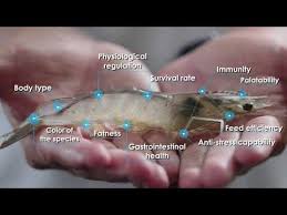 We are member oftradekey.com since april, 2013. Grobest Group 2020 En Youtube