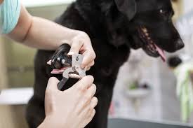 A pet nail grinder does not cut your dog's nails but grinds them down in an easier to control manner. 7 Best Dog Nail Clippers Of 2021 Cut Your Dog S Nails At Home
