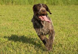 Check spelling or type a new query. Home Bawl Of Fire Kennels