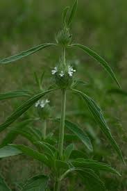 Image result for Acrotome hispida