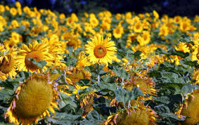 Bunga matahari selain enak dimakan sebagai camilan sehat juga memiliki prospek bisnis yang baik. Foto Ketika Bunga Matahari Mekar Saat Musim Panas Di Jerman Indozone Id