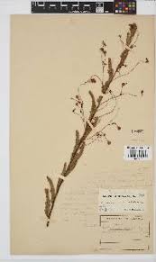 Image result for Aeschynomene nyassana