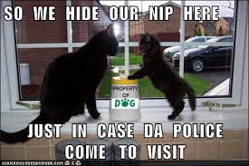 Cat And Cucumber They Say Cats Have 9 Lives And If This Is True Then People Who Scare This Fury Little Creatures Might Tak Cats Animal Antics Cats And Kittens