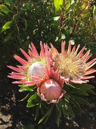 Image result for Platycoryne protearum