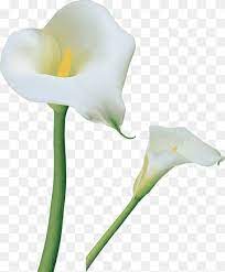 I believe the calla lily speaks for itself: Calas Png Images Pngwing