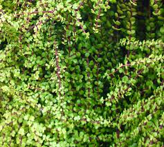 Image result for Portulaca centrali-africana