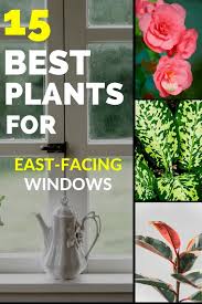 You start your morning off with the brightness of light, setting a productive tone for the day. The 15 Best Plants For East Facing Windows Plantophiles