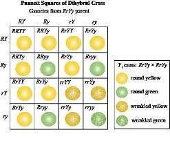 draw the flow chart showing law of independent assortment