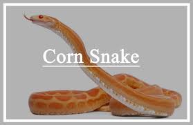 Corn Snake Fun Facts You Never Knew Pest Wiki
