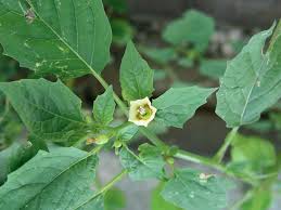 Image result for Physalis angulata