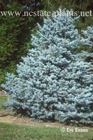 Instead it stays compact and full, with branches right to the ground. Spruce Trees Sale Arbor Hills Tree Nursery Best Prices Price Match