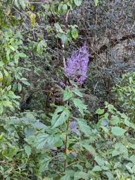 Image result for Plectranthus chimanimanensis