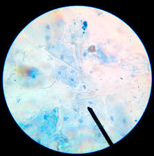 Green plant cells under microscope seamless vector pattern. Casual Friday Night Tinkering