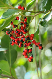 Image result for Apodytes dimidiata