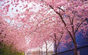 190 sakura hd wallpapers and background images. 66 Cherry Blossom Hd
