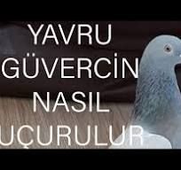 YAVRU GÜVERCİN NASIL UÇURULUR PART -1