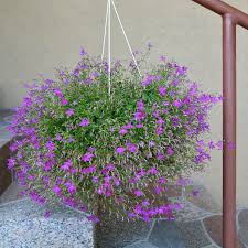 Image result for foto Lobelka