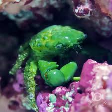 サーチライフクラフト