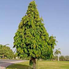 Image result for Monoon longifolium