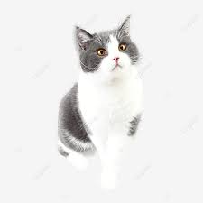 Ada saja tinggah polah mereka yang membuat pemiliknya. Gambar Anak Kucing Yang Comel Clipart Comel Anak Kucing Kucing Png Dan Clipart Untuk Muat Turun Percuma