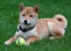 How Much Do Shiba Inu Puppies Cost? - My First Shiba Inu