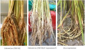 Image result for Oryza longistaminata