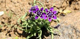 Image result for Lapeirousia littoralis
