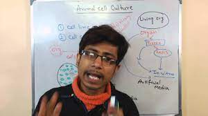 But there are certain ethical issues as well. Mammalian Cell Culture 3 Advantages And Disadvantages Youtube