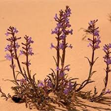 Image result for Meiostemon